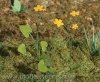 Model Scene VG3-003 Marsh Marigold 1/32 , 1/35